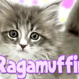 【 ラガマフィン 】ふわもふクールな絶世の美にゃんこ!