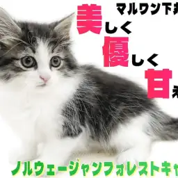 【 ノルウェージャン 】綺麗な薔薇には棘が無い！？美しく優しい究極の美猫がここに