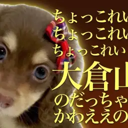 【 ミニチュアダックスフント 】11/10現在、チョコタンダックスは大倉山店だけ!!