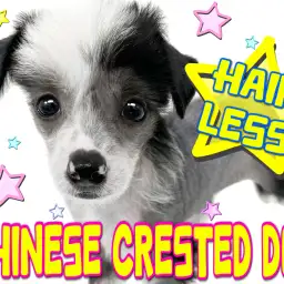 【 チャイニーズクレステッドドッグ 】そのルックスが癖になるチャイクレちゃん！