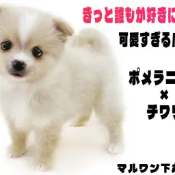 【 MIX 】ポメラニアンっぽさとチワワっぽさが絶妙！可愛すぎるポメチワとは？