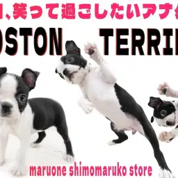 【 ボストンテリア 】笑って過ごしたいアナタへ最高の相棒!コミカルなコメディアン