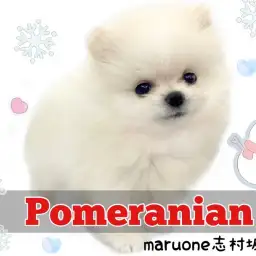 【 ポメラニアン 】反則級のポメくんが登場!プレミアムなポメくんに一目惚れ注意!
