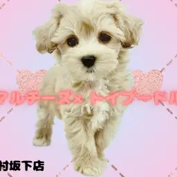【 マルチーズ×トイプードル 】思わず二度見するほどの小顔!お淑やか系マルプー♪
