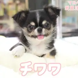 【 チワワ 】ブラック＆タンの人気色！人懐っこくて甘えん坊さんな女の子！