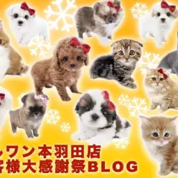 【 お知らせ 】マルワン本羽田店お客様大感謝祭スタート!全頭紹介!