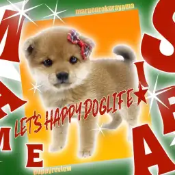 【 豆柴 】KC認定!!鮮やかな赤毛と純粋無垢な瞳の豆柴の女の子!!