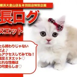 【 ミヌちゃんの成長アルバム 】優しい毛色の希少短足ミヌエットちゃんの成長期!