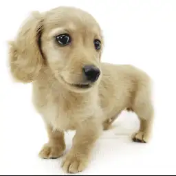 ミニチュア・ダックスフント