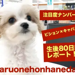 【 MIX 】注目度No.1ビションキャバションちゃんの生後80日経過記録!