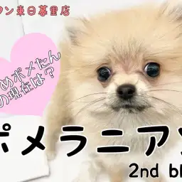【ポメラニアン】小さめ確定困り顔ポメたんの成長記録!