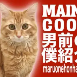 【メインクーン】犬と仲良し・お散歩日課!男前の僕を紹介するぜ!