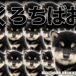 【 黒柴 】キリッとした表情とキラキラ笑顔のギャップがたまらない!