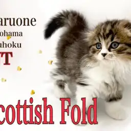 【 スコティッシュフォールド 】超折れ耳なスコティッシュちゃん