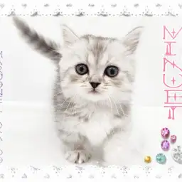 【 ミヌエット 】高井戸店史上最も短いあんよ！まるまるキャット！