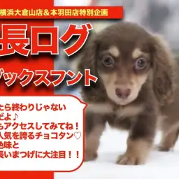 【 だっちゃんの成長アルバム】ちょ〜長いまつげが愛らしい!ダックスちゃんの成長記!