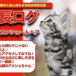 【 アメちゃんの成長アルバム 】美しすぎるシルバータビー！丸顔アメショの成長記！