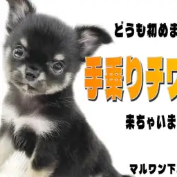 【 チワワ 】手のひらに収まる小さな体と無限大に広がる可愛いすぎる幸せ！