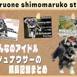 【 ミニチュアシュナウザー 】自慢のアイドル！入店時から現在までの成長記録まとめ