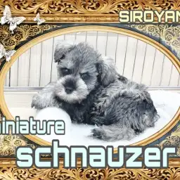 【 ミニチュアシュナウザー 】おっとりマイペースなシュナちゃん