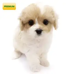 MIX（キャバリアキングチャールズスパニエル×ビションフリーゼ）