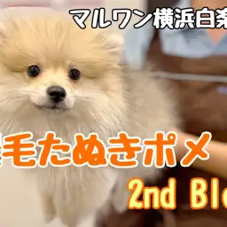 【 ポメラニアン 】その可愛さは止まらない！爆毛たぬきポメちゃんの成長記録