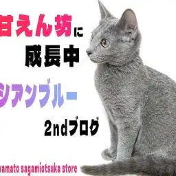 【 ロシアンブルー 】超甘えん坊!スタイリッシュな容姿で性格はコメディアン!