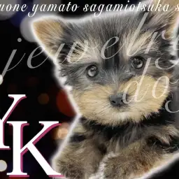 【 ヨークシャーテリア 】体重600g台のヨーキー!ジュエリー級の美貌も注目!