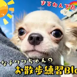 【 チワワ 】お散歩トレーニングに励むミニマムチワワちゃんの3rdブログ!