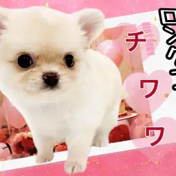 【 チワワ 】極短マズルのたぬきっチワワ！クリーム&ホワイトのマルワンプレミアム