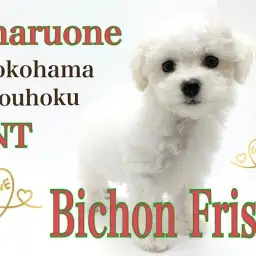 【 ビションフリーゼ 】ふんわり可愛い!大人気のアフロ犬