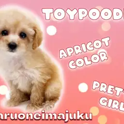 【 トイ・プードル 】目ヂカラ最強の癒し系!光り輝くアプリコットカラーの女の子!