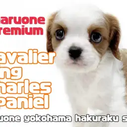 【 キャバリア 】プレミアム認定!騎士の名にふさわしい性格の美男子降臨