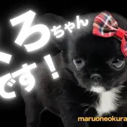 【 チワワ 】真っ黒くろすけ出ておいでぇ〜!!艶やかな被毛の小さめチワワ!