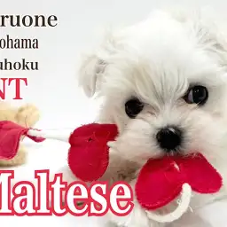 【 マルチーズ 】一目惚れ間違いナシ!白い天使マルチーズの女の子