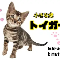 【 トイガー 】レアにゃんこ!小さな虎ことトイガーが北戸田店初登場!