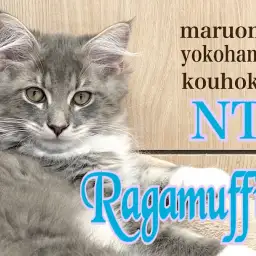 【 ラガマフィン 】ブルータビーが美しすぎる3ヶ月のマフィン様