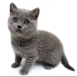 ブリティッシュショートヘア