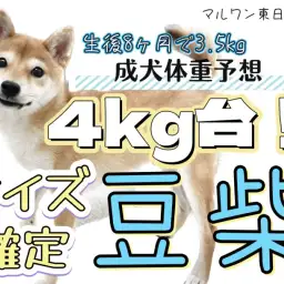 【 豆柴 】大きくなっても豆粒サイズ!生後8ヶ月で3.5kgの今!
