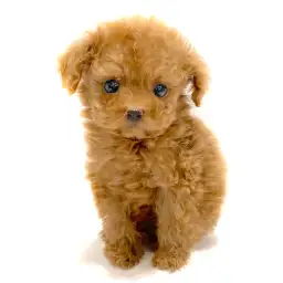 トイ・プードル