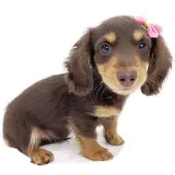 カニンヘン・ダックスフント