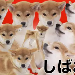 【 柴犬 】糸目・ヒコーキ耳のオンパレード！！人が大好きな柴犬のしばおくん！