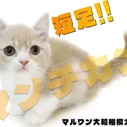 【 マンチカン 】大きな瞳と甘〜い毛色の短足丸顔男子!可愛さの破壊力は満点!