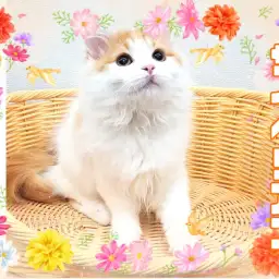 【 サイベリアン 】わんちゃんもねこちゃんもお任せ！フレンドトレーニングも順調！