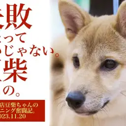 【 豆柴 】いろんなことに挑戦中！生後5ヶ月を迎える豆ちゃんに密着