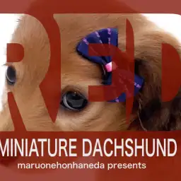 【 ミニチュアダックスフンド 】レッドカラーの貴公子登場！生活ポイントも解説！