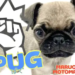 【 パグ 】天性のエンターテイナーなパグ太郎!