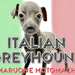 【 イタリアングレーハウンド 】優雅に、優しく、可憐に横浜元町に登場!