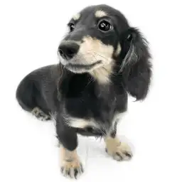 カニンヘン・ダックスフント