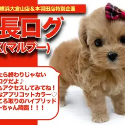 【 マルプーちゃんの成長アルバム 】超濃厚アプリコットカラーのマルプーちゃん成長記!